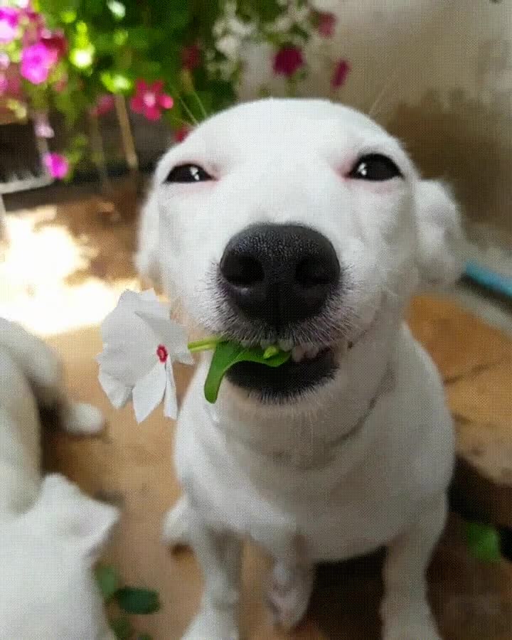 mejor,forma,pedir,cita,persona,gusta,perro