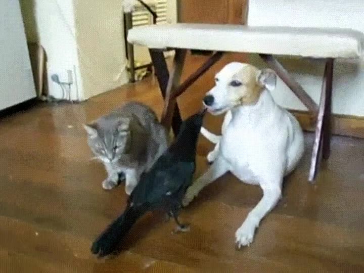 hora,comer,mascotas,casa,ave,perro,gato