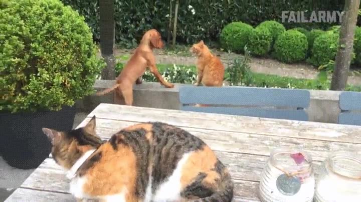 alguien,meter,mejor,amigo,gato