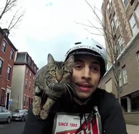 gato,encantar,ir,bici