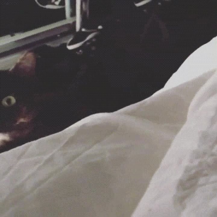 gato,mirada,sentirse,observado