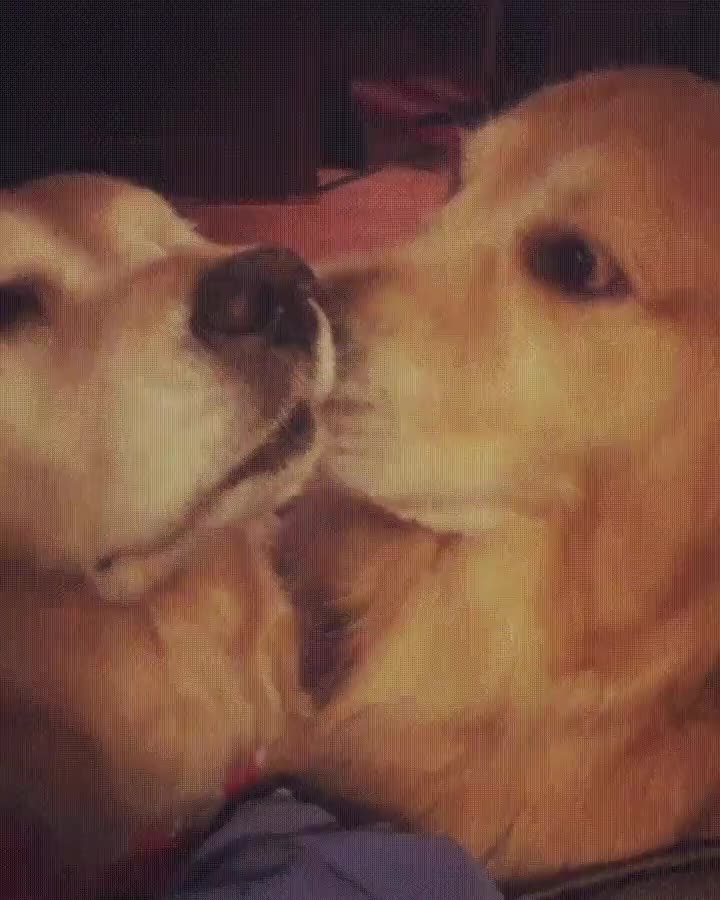 yo,amor,siempre,perro,izquierda