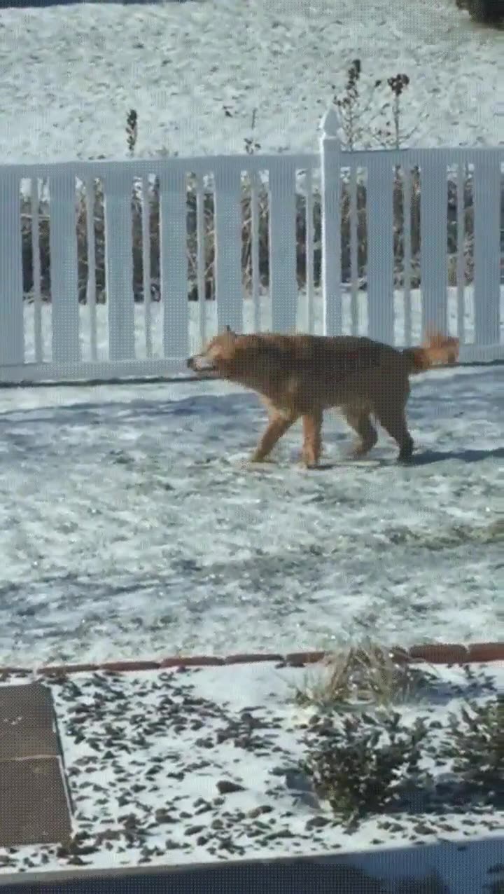 golden retriever,disfrutar,primer d&iacute;a,nieve
