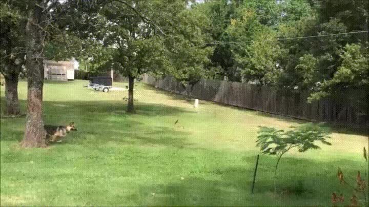 ardillas,adorar,vivir,limite,trollear,perro,casa