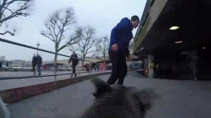 perro,demostrar,grabar,humanos,skateboard