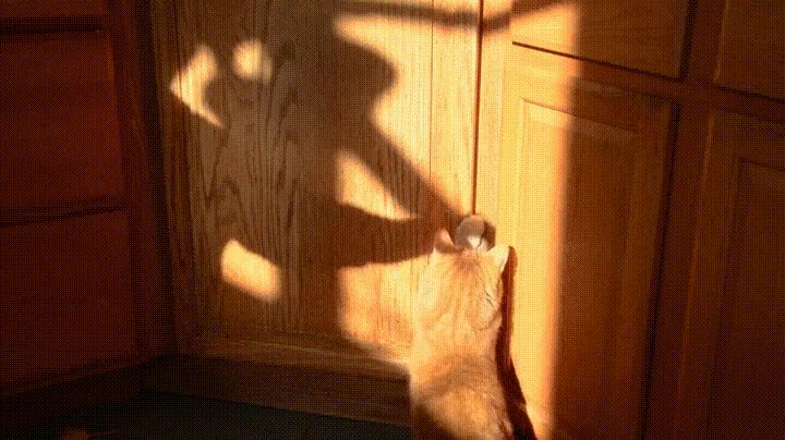 Enlace a La forma más barata de tener entretenido a tu gato