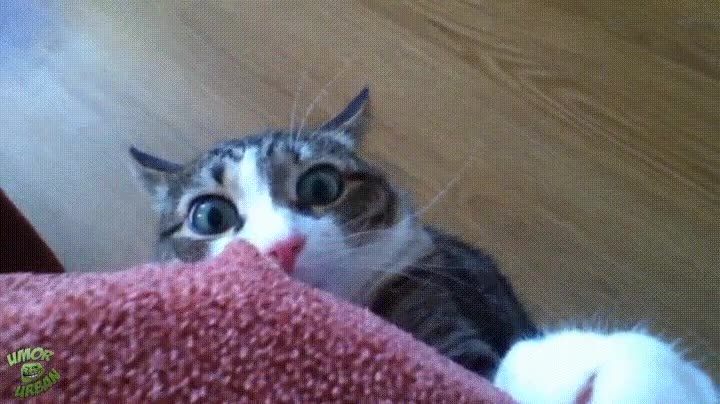 novia,decir,hablar,gato,cara