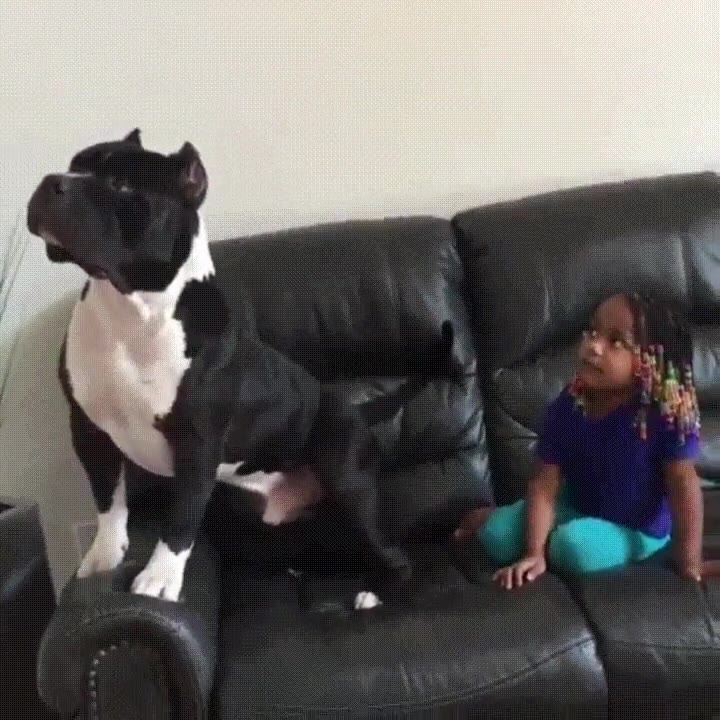 bolt,perro,sofa,ni&ntilde;a,enganchado,pelicula