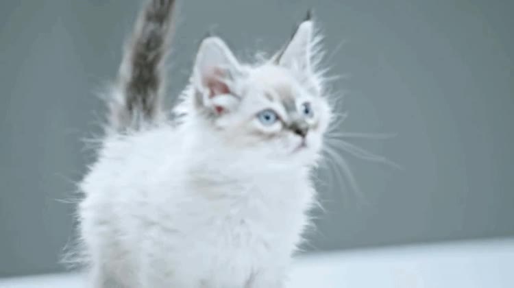 duelo,miradas,gato,mesa,tenso,historia