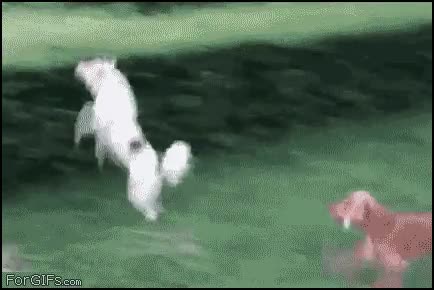 representación,perro,salto,2016