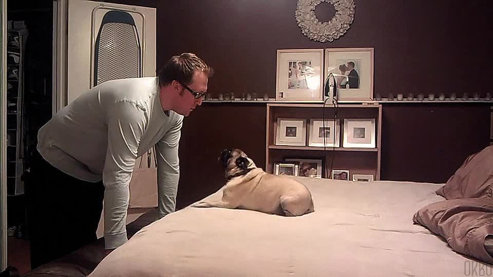 perros,empezar,hartos,reto,maniqui