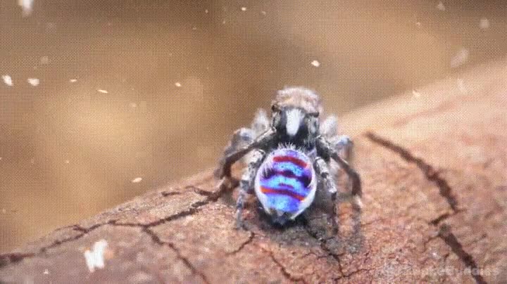 Dan un poco de miedo pero en el fondo las arañas son así de encantadoras miedo,arañas,amor,encantadoras