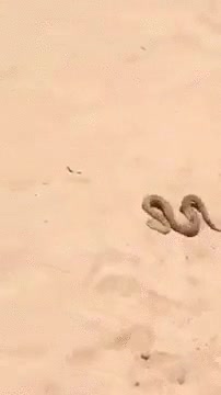 creo,volver,caminar,arena,pies,descalzos,nunca m&aacute;s