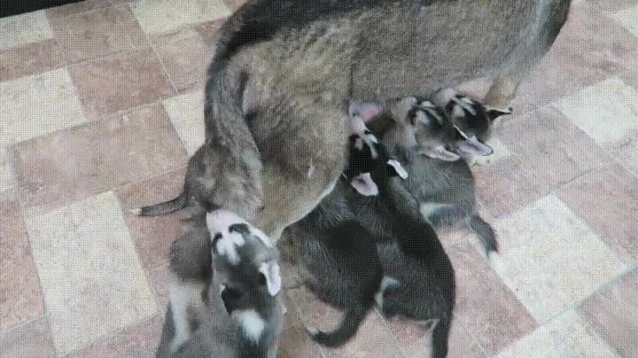 todas,familias,especial,morder,cola