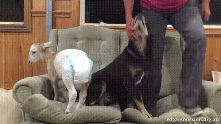 cabra,perro,sofa,saltar,jugar,salon,casa