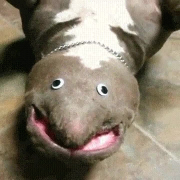 cada vez,mirar,monstruo,perro,ojos,boca