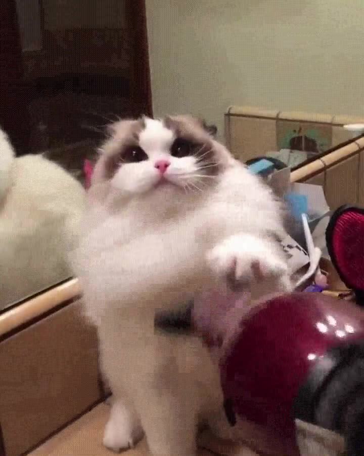 para,gato,secador,pelazo,adorable