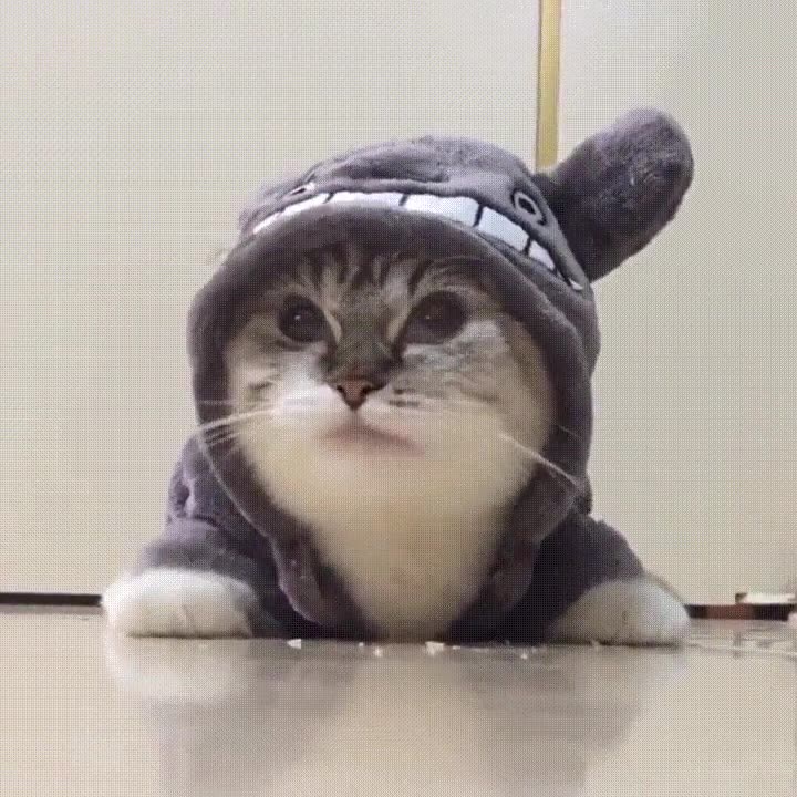 gato,saber,verstir,estilo,totoro