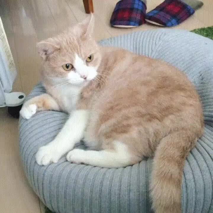 apartar,gato,fuera,violencia,que no,vete