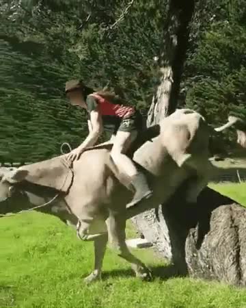 vaca,caballo,vida,anterior,reencarnar