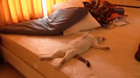 gato,resaca,fin de a&ntilde;o