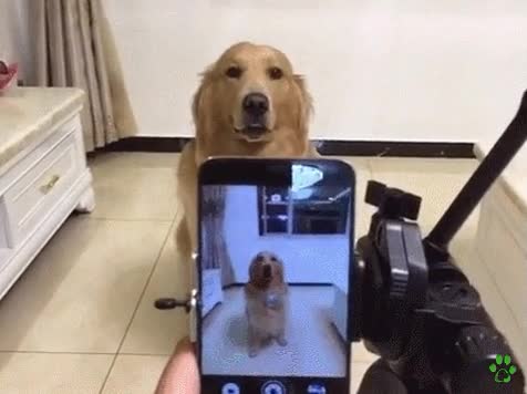 perro,fotogénico,muchos,nosotros,sonreir