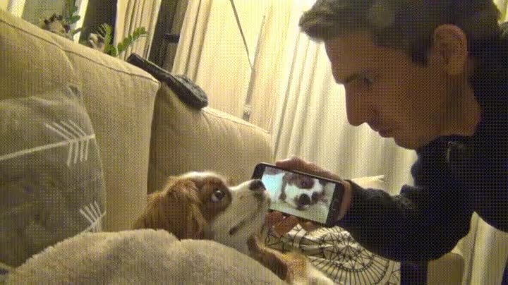 cara,perro,ense&ntilde;ar,ronquidos,viodeo