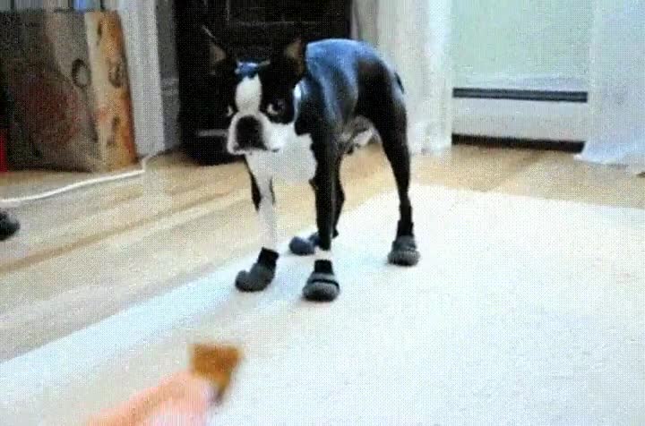 perrro,calcetines,premio,tacticas