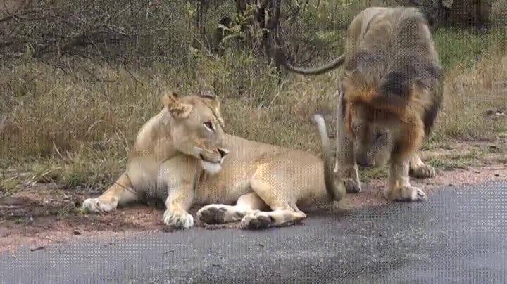 orejas,atr&aacute;s,cola,leona,lista,oops