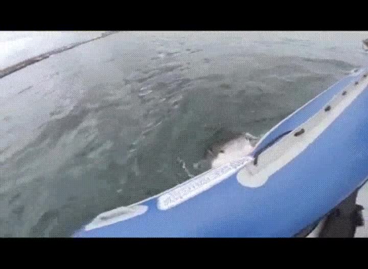 oficial,chicos,jodidos,morder,tibur&oacute;n