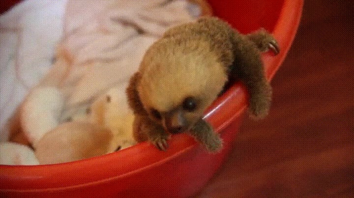 perezoso,animal,espiritual,2017