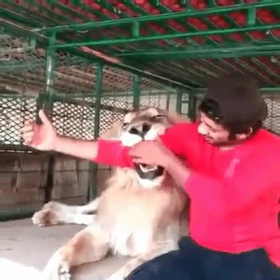 leon,brazo boca,morder