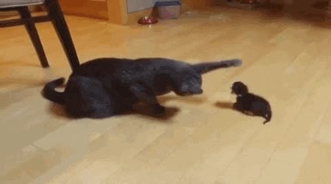 gato,juguete,zarpa