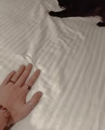 gato,mano,no,miedo,por favor,s&aacute;bana