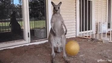 Enlace a Cuando eres un canguro y tienes que renunciar a tu sueño de ser una gran estrella de la NBA