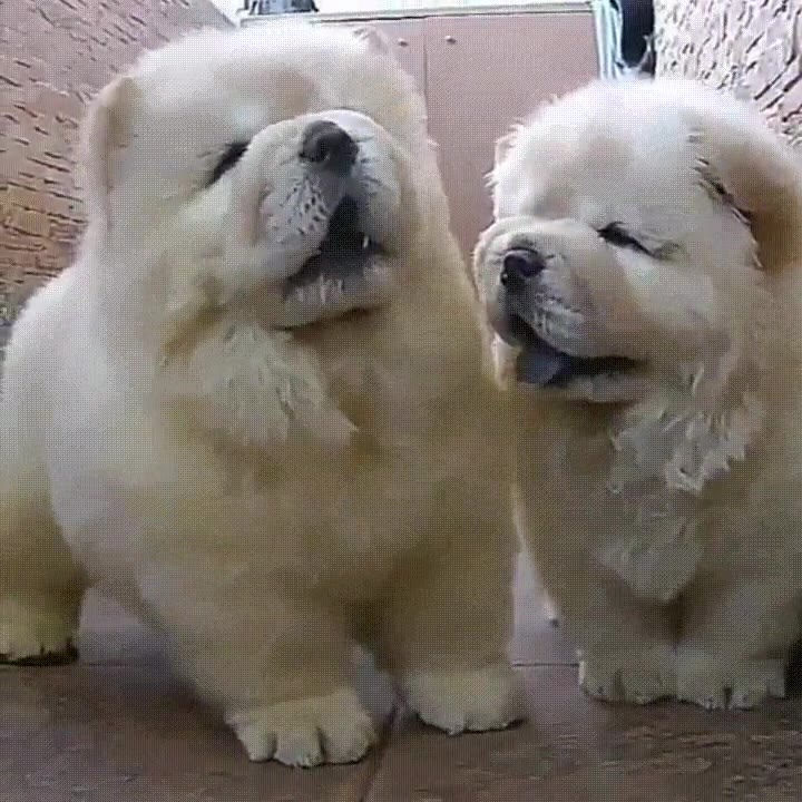 foto,perro,robar,plano