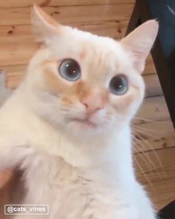 gato,estiramientos,ejercicio,ojos,azules