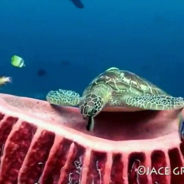 hora,dormir,peque&ntilde;a,tortuga