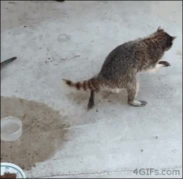 robar,comida,ninja,verme