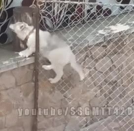 perro,demasiadas,temporadas,prison break