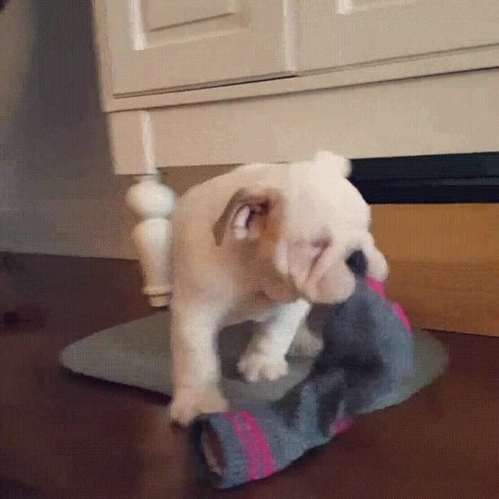 capaz,irse,dormir,calcetin