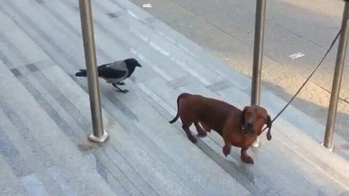 p&aacute;jaro,vivir,l&iacute;mite,perro,trolleo