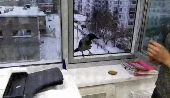 nunca,dejar,p&aacute;jaro,entrar,casa