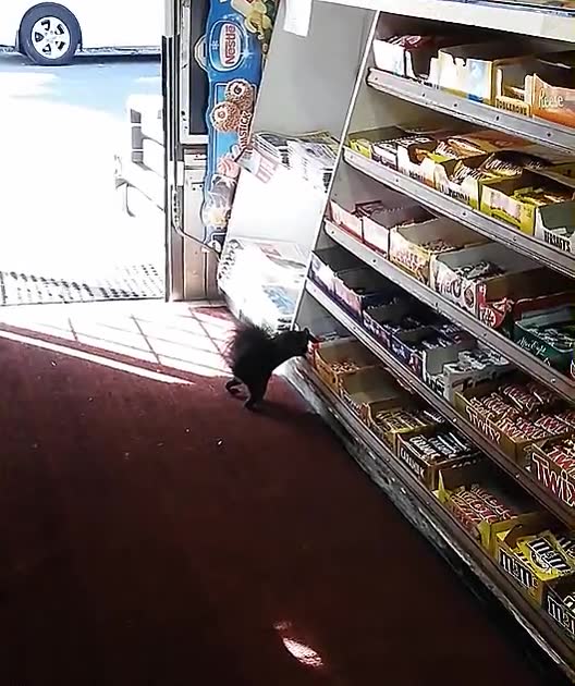 Enlace a Cuando por fin atrapas al ladrón que entra cada día en tu tienda