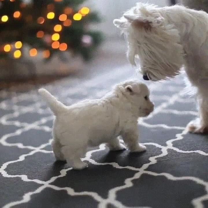 perro,enamorado,madre,cola,mover