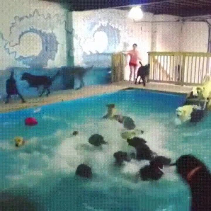 patrulla,canina,disfrutar,d&iacute;a,piscina
