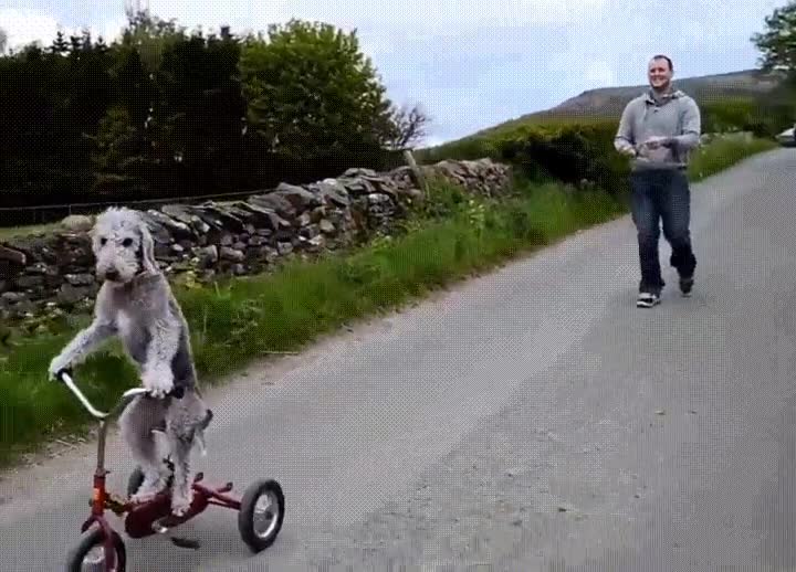 perro,bici,estilo,nunca