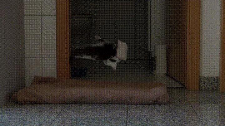 experimentos,gato,tostada,ca&iacute;da