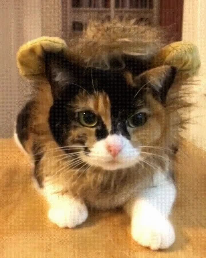 entradilla,metro,golden,mayer,presupuesto