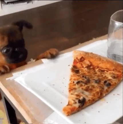 cara,perro,solo,quedar,trozo,pizza